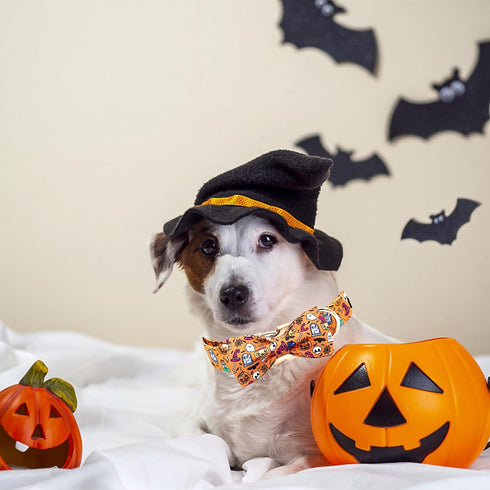 Elegant little tail Dog Collar, Fall Dog Collar Pumpkin Holiday Pet Collar Dog Halloween Dog Bow Collar Pet Durable Adjustable Girl Boy Dog Collar...