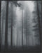 Posterizer 1 pcs- trees and jungle-nature scene style 11-Landscape & Nature Art-Floral Botanical Art- Decor for Home & Office- unframed wall art...