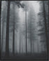 Posterizer 1 pcs- trees and jungle-nature scene style 11-Landscape & Nature Art-Floral Botanical Art- Decor for Home & Office- unframed wall art...