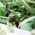 SING F LTD 2pcs Resin Frog Statue Animal Sculpture Indoor Outdoor Decor for Garden Patio Yard Micro Fairy Garden Ornaments and Flower Pots...