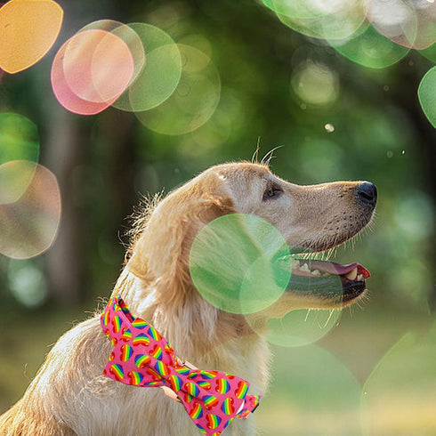 Elegant little tail Dog Collar, Rainbow Dog Collar Pet Collar LGBT for Pride Month Pet Collar Dog Girl Boy Adjustable Dog Collar for Large Dogs...