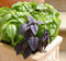 Seeds Indoor Basil Mix (Red, Purple and Green) Herb Heirloom for Planting Non GMO...