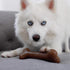 Bulkster Durable Chew Toy for Aggressive Chewers, Real Bacon, Made in USA, Small...