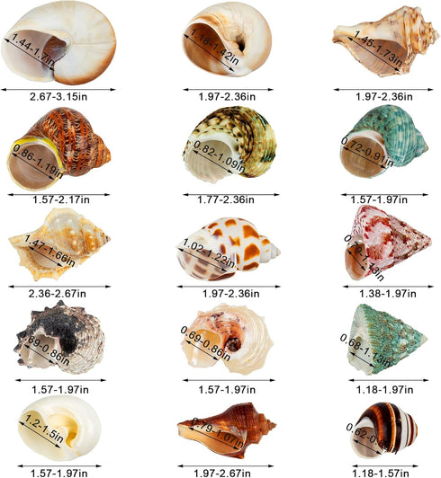15PCS Hermit Crab Shells | Natural Sea Conch Size 1.6"-3.2" | Growth Turbo for Small to Medium and Large Crabs, Saltwater Hermit Crab Supplies and...