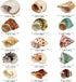 15PCS Hermit Crab Shells | Natural Sea Conch Size 1.6"-3.2" | Growth Turbo for Small to Medium and Large Crabs, Saltwater Hermit Crab Supplies and...