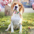 Fancy Dog Collar Gift Box, with Bow Tie and Metal Buckle?Puppy Collar for Boys and Girls; Holiday Pet Gifts; Suitable for Large, Medium and Small ...