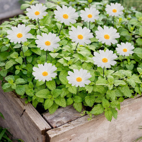 20 Pcs Daisy Garden Stakes Decormetal White Daisy Flower Garden Stakes Iron Crafts, Hand Forged Plant Pick Water Proof Metal Flower Stick Décor fo...