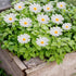 20 Pcs Daisy Garden Stakes Decormetal White Daisy Flower Garden Stakes Iron Crafts, Hand Forged Plant Pick Water Proof Metal Flower Stick Décor fo...