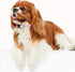 Cotton Handmade Dog Collar for Small Medium Large Dogs,Beige Daisy with Pendant Cute Dog Collars,Ideal for Girl Dogs Boy Dogs (Large)...