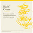 Bach Original Flower Remedies, Gorse for Hope (Non-Alcohol Formula), Natural Homeopathic Flower Essence, Holistic Wellness and Stress Relief, Vega...