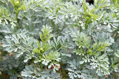Health Embassy Rue Herb (Ruta graveolens) 100% Natural (100g)...