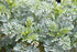 Health Embassy Rue Herb (Ruta graveolens) 100% Natural (100g)...