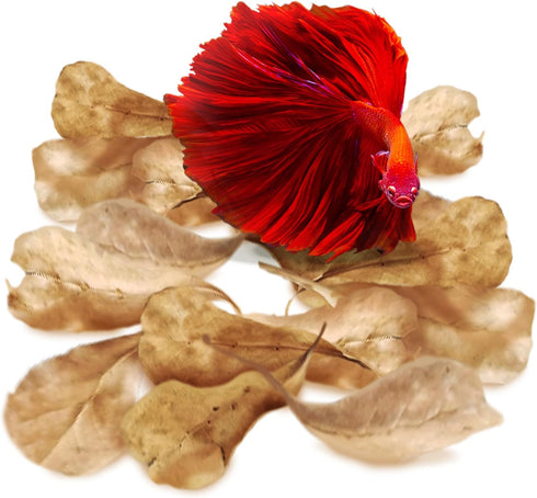 SunGrow 100 pcs Catappa Indian Almond Leaves for Betta Fish Tank Aquarium, 2” Water Conditioner Leaves, Leaf Also Suitable for Shrimp, Goldfish, G...