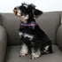 MR. CHUBBYFACE American Flag Dog Collar 4th of July Dog Collar with Bow Adjustable Star Dog Collar Bowtie for Small Medium Large Dogs...