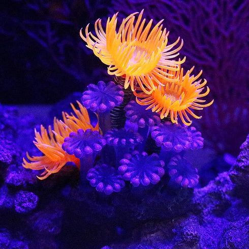 TOPINCN Artificial Coral, Simulation Plant Luminous Silicone Coral Sea Anemone for Fish Tank Landscape Decoration Aquarium Ornaments...
