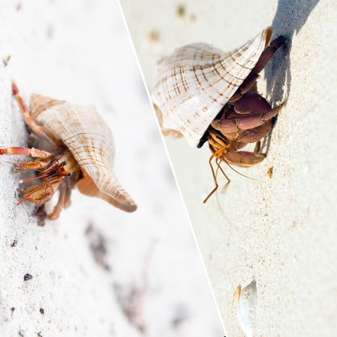 6pcs Natural Hermit Crab Shells,Opening 0.5''-1.5''Hermit Crab Shells,Natural Decoration Hermit Crab Supplies,Growth Turbo Seashells...
