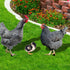 HOMSFOU 1 Set Chicken Yard Art Acrylic Decorative Garden Stakes Acrylic Hen Sculpture Animal Lawn Ornament for Patio Lawns Backyard Garden Decor...