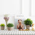 Velener Mini Sage Green Potted Boxwood Topiary Artificial Plants for Home Decor Indoor, Farmhouse House Plant Office Small Desk Shelf Apartment Co...
