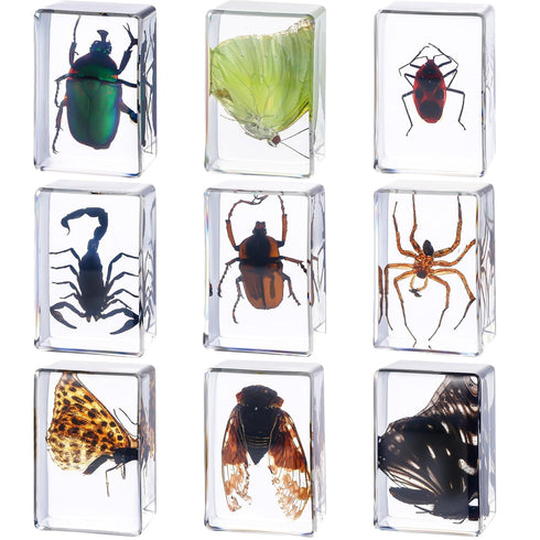 9 Pcs Insect in Resin Specimen Bugs Collection Paperweights Arachnid Butterfly Bug Toys Different Real Bugs in Resin Educational Science Classroom...