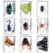 9 Pcs Insect in Resin Specimen Bugs Collection Paperweights Arachnid Butterfly Bug Toys Different Real Bugs in Resin Educational Science Classroom...