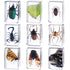9 Pcs Insect in Resin Specimen Bugs Collection Paperweights Arachnid Butterfly Bug Toys Different Real Bugs in Resin Educational Science Classroom...