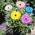 8 Pcs Daisy Garden Stakes Decor Metal Daisy Garden Stakes Iron Crafts, Hand Forged Plant Pick Water Proof Metal Flower Stick Décor for Patio, Lawn...