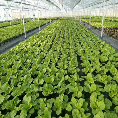 Agfabric Weed Barrier Landscape Fabric 4x6ft with Planting Holes, Hole Diameter 4", Hole Spacing 8", Row Spacing12 on Center...