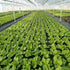 Agfabric Weed Barrier Landscape Fabric 4x6ft with Planting Holes, Hole Diameter 4", Hole Spacing 8", Row Spacing12 on Center...