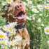 Blue Daisy Dog Collar, Wonderful Pet Gift Collar with Cute Pendants, Adjustable Dog Collar for Small Medium Large Dogs, Flower Dog Collar for Male...