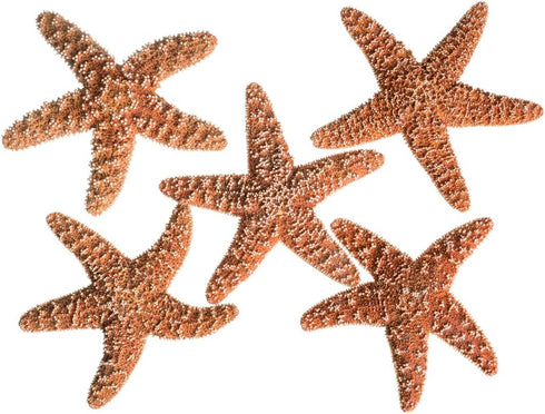 Nautical Crush Trading Real Starfish - 5 Large Brown Sugar Starfish (4-5in) - Starfish for Crafts - Star Fish Shells Decorations - Starfish Decor ...