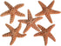 Nautical Crush Trading Real Starfish - 5 Large Brown Sugar Starfish (4-5in) - Starfish for Crafts - Star Fish Shells Decorations - Starfish Decor ...