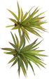 LJY 2 Pieces Realistic Artificial Faux Succulent Yucca Vera Greenhouse Small Plants Unpotted for Home Garden Decoration (Autumn Green)...