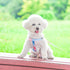 AIITLE No Pull Small Dog Harness and Leash Set - Escape Proof/Quick Fit Dog Halter Harness,Easy for Training Walking - Sturdy Transparent Buckle -...