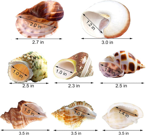 8PCS Hermit Crab Shells Medium to Large Growth Turbo Seashells 1"-2" Openning Size Natural Decoration Supplies...