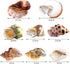 8PCS Hermit Crab Shells Medium to Large Growth Turbo Seashells 1"-2" Openning Size Natural Decoration Supplies...