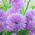 Chives Seeds Allium Schoenoprasum Herbaceous Perennial Culinary Attracts Pollinators Rich in Vitamins A and C for Cooking Vegetable Garden Outdoor...