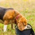 2 Pack Portable Dog Bowls Foldable Travel Dog Dish Portable Dog Water Bowl Water and Food Bowls Pet Hiking Accessories for Small and Large Dogs (D...