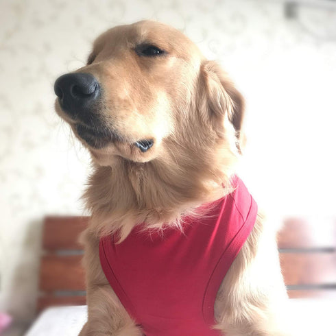 2019 Pet Clothes Dog Clothing Blank T-Shirt Tanks Top Vests for Small Medium Large Size Dogs 100% Cotton Dog Summer Vest Classic Red L...