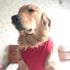 2019 Pet Clothes Dog Clothing Blank T-Shirt Tanks Top Vests for Small Medium Large Size Dogs 100% Cotton Dog Summer Vest Classic Red L...