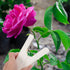 Abaodam 2 Pcs Leaf Thorn Stripper Tool Roses Thorn Remover Professional Tree Pruner Hand Tools DIY Bouquet Garden Florist Tool for Gardening Flowe...