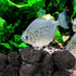 INOOMP Aquarium Lava Rocks, 1 Set of Black Volcanic Rocks Natural Lava Pebbles Stones Planter Natural Stones for Fireplaces Fire Pits Plants Culti...