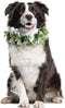 Dog Wedding Flower Collar,dog flower collar,rose flower crown,flower crown,dog wedding collar,flower dog collar,for Weddings Flower Ring Pets Cats...