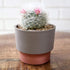 The HC Companies 5 Inch Sprite Round Planter - Small Plastic Plant Pot with Drainage for Indoor Outdoor Plants, Artisian Taupe...