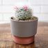 The HC Companies 7 Inch Sprite Round Planter - Small Plastic Plant Pot with Drainage for Indoor Outdoor Plants, Artisian Taupe...