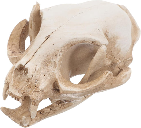 Amosfun Halloween Animal Scary Skeleton Props Resin Cat Skull Model Figurine Aquarium Fish Tank Landscape Decorations...