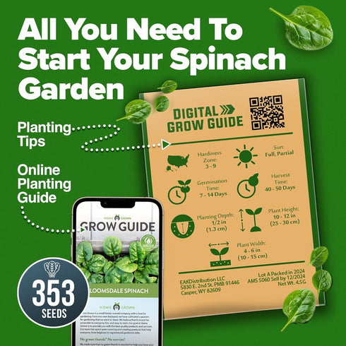 HOME GROWN Bloomsdale Spinach Seeds Pack – 352 High Germination Non-GMO Heirloom Spinach Seeds for Planting – Herb Seeds for Hydroponic and Garden...