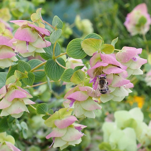 CHUXAY GARDEN 50 Seeds Origanum 'Kirigami',Ornamental Oregano,Wild Marjoram 'Kirigami' Ornamental Oregano Flowering Herb Plant Lovely Light Purple...