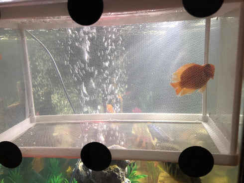 Large Breeder Net for Fish Tank Fish Hatchery Separation Net Mesh Fish Breeding Box with Suction Cup for Aquarium...