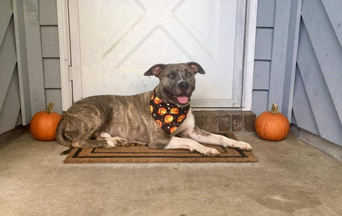 4 PCS/Pack Halloween Dog Bandana Pumpkin Reversible Triangle Bibs Scarf Accessories for Dogs Cats Pets Large...