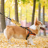 Dot Not Approach Nervous Dog Leash Sleeve Shy Rescue Leash Wrap Nervous Shy Dog Gift (I get Nervous Sleeve)...